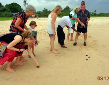 Koggala Turtle Farm