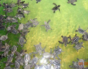 Koggala Turtle Farm