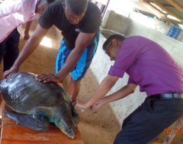 Koggala Turtle Farm