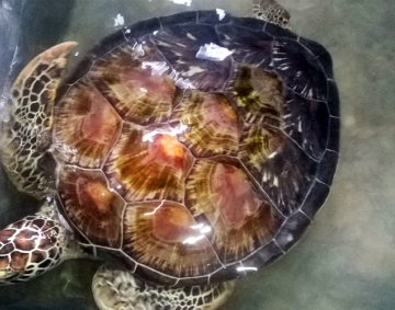 Koggala Turtle Farm