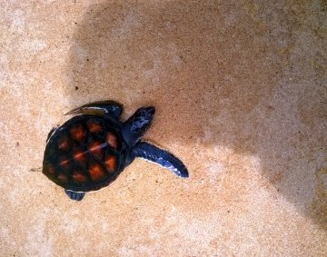 Koggala Turtle Farm