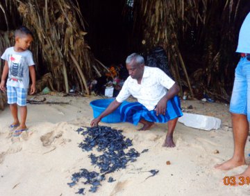 Koggala Turtle Farm