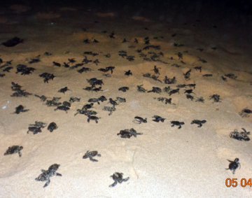 Koggala Turtle Farm