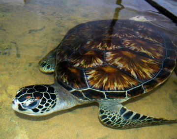 Koggala Turtle Farm