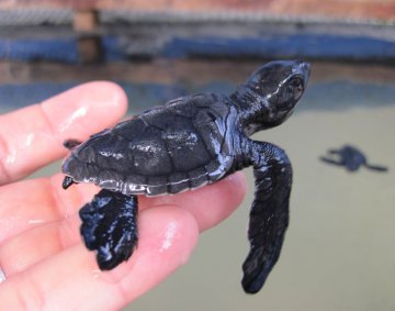 Koggala Turtle Farm