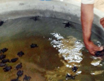 Koggala Turtle Farm