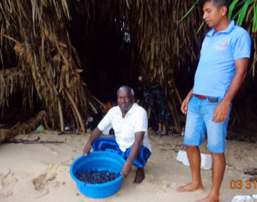 Koggala Turtle Farm