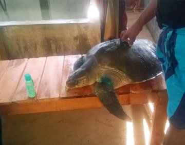 Koggala Turtle Farm