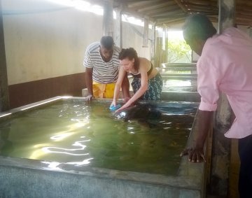 Koggala Turtle Farm