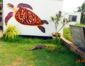 Koggala Turtle Farm