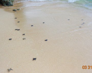 Koggala Turtle Farm