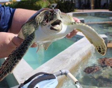 Koggala Turtle Farm