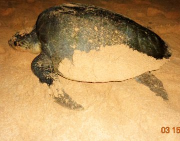 Koggala Turtle Farm