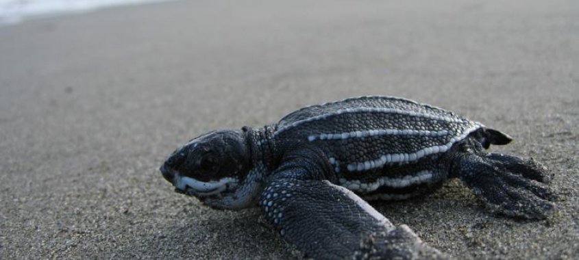 Leatherback Sea Turtle