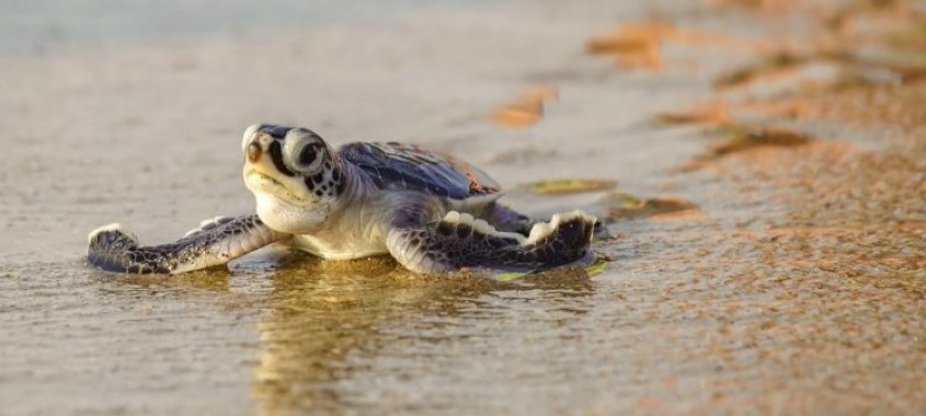 Olive Ridley Sea Turtle