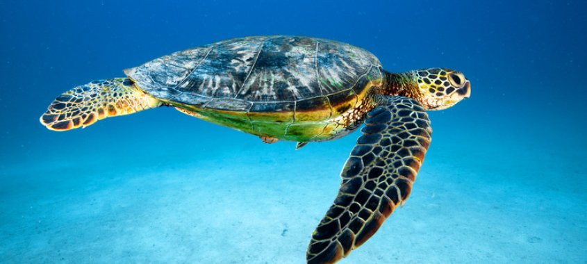 Green Turtle