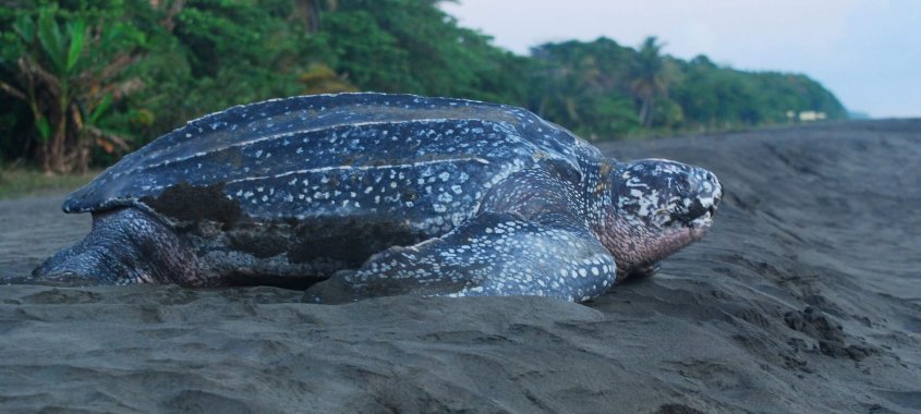 Leatherback Sea Turtle