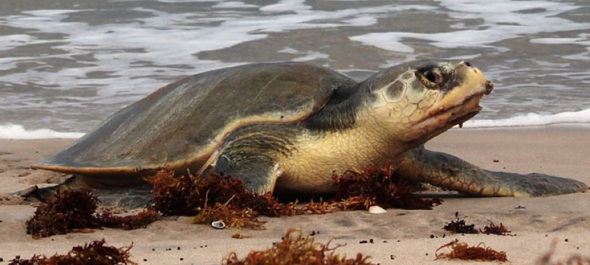 Kemp's Ridley Sea Turtle