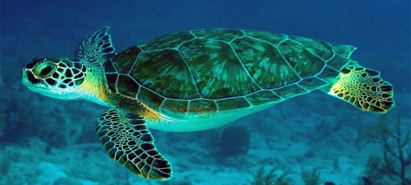 Green Turtle