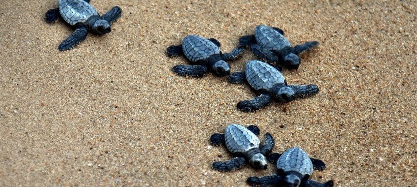 Olive Ridley Sea Turtle