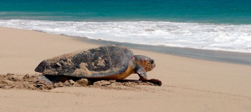 Loggerhead Sea Turtle