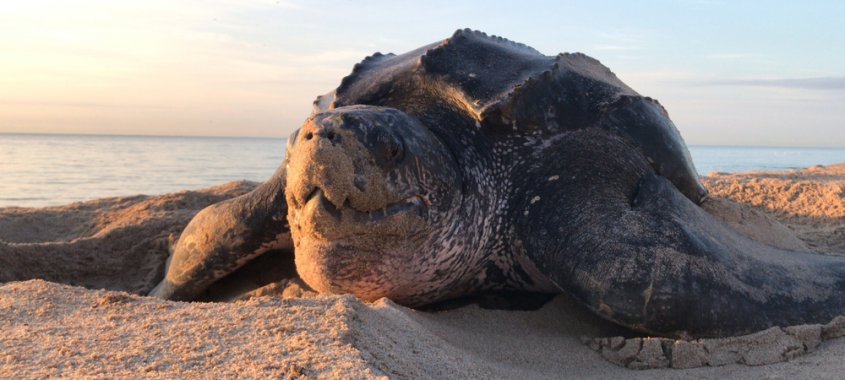 Leatherback Sea Turtle