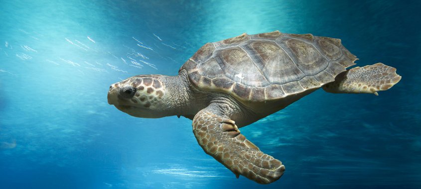 Loggerhead Sea Turtle