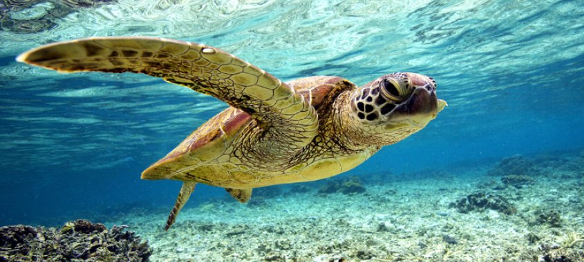 Kemp's Ridley Sea Turtle