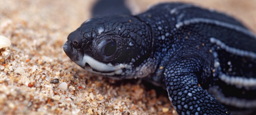 Leatherback Sea Turtle