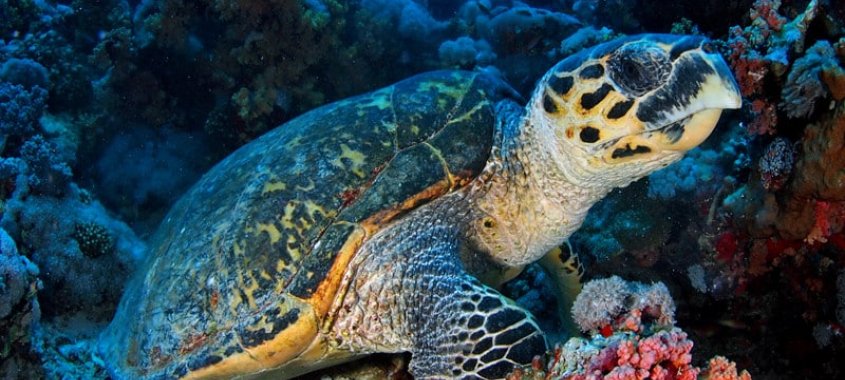 Hawksbill Sea Turtle