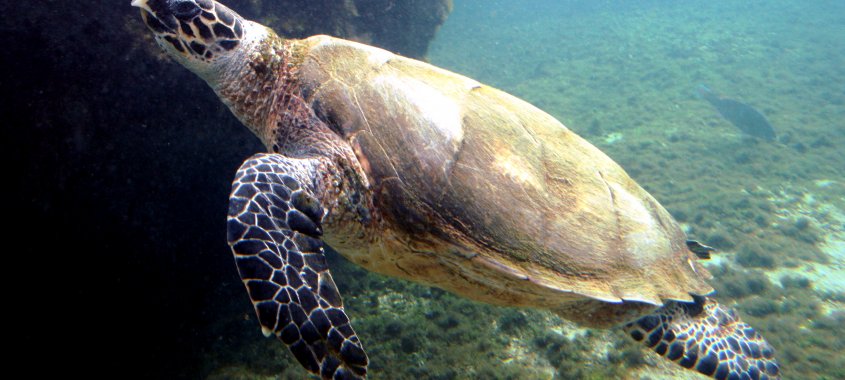 Hawksbill Sea Turtle