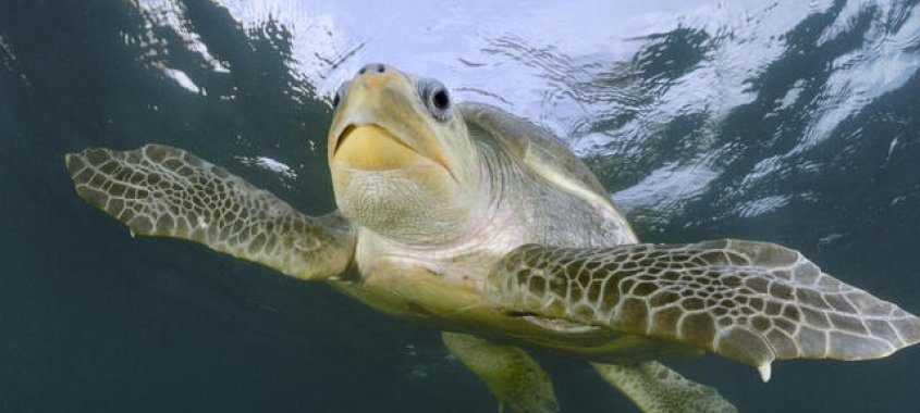 Olive Ridley Sea Turtle