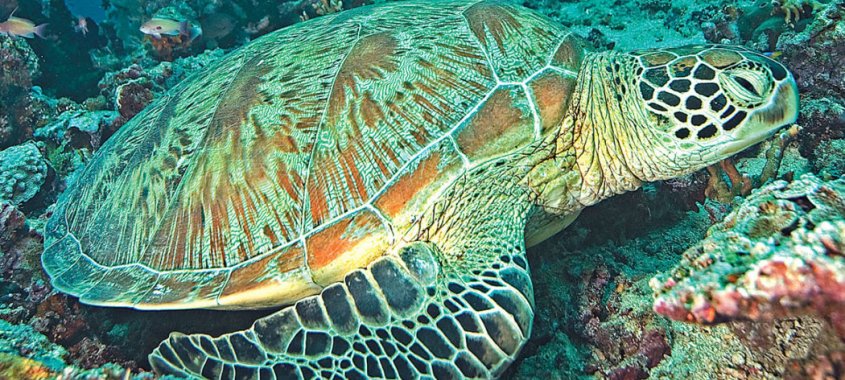 Green Turtle