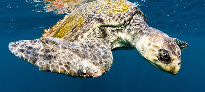 Olive Ridley Sea Turtle