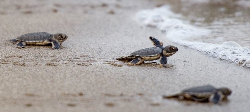 Loggerhead Sea Turtle