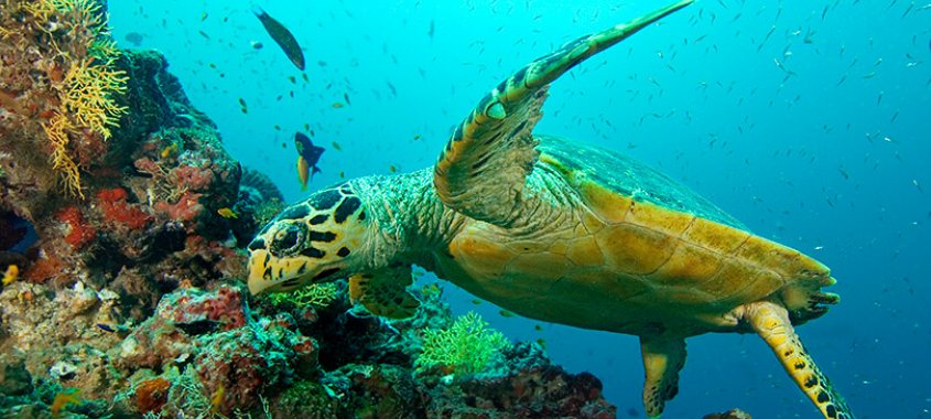 Hawksbill Sea Turtle