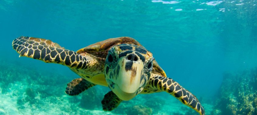 Hawksbill Sea Turtle