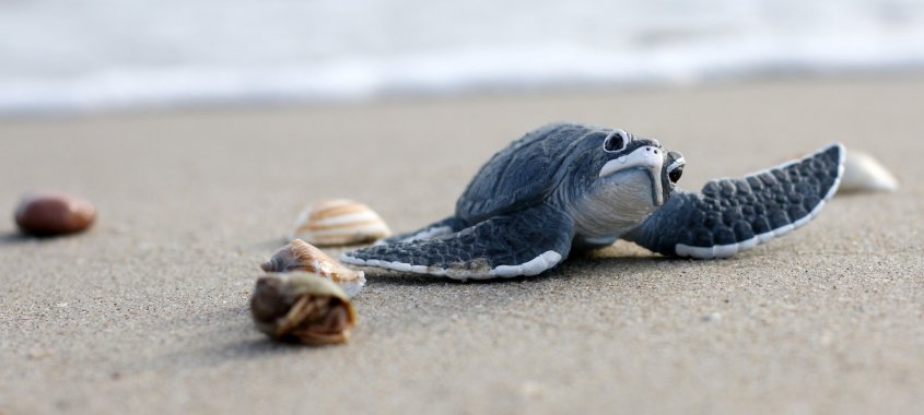 Loggerhead Sea Turtle